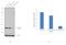 Eukaryotic Translation Initiation Factor 2B Subunit Alpha antibody, PA5-28992, Invitrogen Antibodies, Western Blot image 