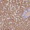 COX1 antibody, HPA069328, Atlas Antibodies, Immunohistochemistry frozen image 