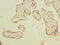 Pregnancy Specific Beta-1-Glycoprotein 3 antibody, CSB-PA618081LA01HU, Cusabio, Immunohistochemistry paraffin image 