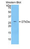 KIT Ligand antibody, LS-C296510, Lifespan Biosciences, Western Blot image 