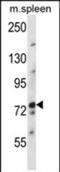 Nuclear FMR1 Interacting Protein 2 antibody, PA5-71827, Invitrogen Antibodies, Western Blot image 