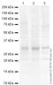 Superoxide Dismutase 3 antibody, ab21974, Abcam, Western Blot image 