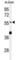 ATL3 antibody, abx032292, Abbexa, Western Blot image 