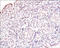 CASP8 And FADD Like Apoptosis Regulator antibody, 250654, Abbiotec, Immunohistochemistry paraffin image 