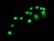 SAM And HD Domain Containing Deoxynucleoside Triphosphate Triphosphohydrolase 1 antibody, LS-C172429, Lifespan Biosciences, Immunofluorescence image 