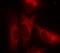 14-3-3 protein zeta/delta antibody, GTX50712, GeneTex, Immunofluorescence image 