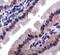 Lactoperoxidase antibody, PA1-16989, Invitrogen Antibodies, Immunohistochemistry paraffin image 