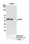 Interferon Regulatory Factor 1 antibody, NBP2-76419, Novus Biologicals, Immunoprecipitation image 