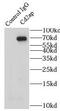 CD2 Associated Protein antibody, FNab01455, FineTest, Immunoprecipitation image 