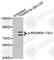 Ribosomal Protein S6 Kinase B1 antibody, AP0449, ABclonal Technology, Western Blot image 