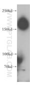 Calmodulin Regulated Spectrin Associated Protein Family Member 2 antibody, 17880-1-AP, Proteintech Group, Western Blot image 