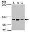 NOP2 Nucleolar Protein antibody, GTX105945, GeneTex, Western Blot image 