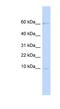 Trappin-2 antibody, NBP1-62538, Novus Biologicals, Western Blot image 