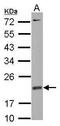 MYC Associated Factor X antibody, PA5-29745, Invitrogen Antibodies, Western Blot image 