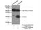 MRG Domain Binding Protein antibody, 26040-1-AP, Proteintech Group, Immunoprecipitation image 