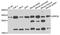 Endoplasmic Reticulum Protein 29 antibody, orb373882, Biorbyt, Western Blot image 