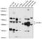 Activin A Receptor Like Type 1 antibody, 18-157, ProSci, Western Blot image 