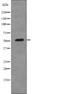 Erythropoietin receptor antibody, abx215208, Abbexa, Western Blot image 