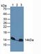 Late Endosomal/Lysosomal Adaptor, MAPK And MTOR Activator 3 antibody, MBS2013061, MyBioSource, Western Blot image 