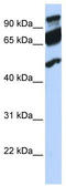 Era Like 12S Mitochondrial RRNA Chaperone 1 antibody, TA345928, Origene, Western Blot image 