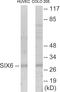SIX Homeobox 6 antibody, EKC1661, Boster Biological Technology, Western Blot image 