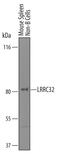 Leucine Rich Repeat Containing 32 antibody, AF6229, R&D Systems, Western Blot image 