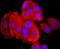 Thioredoxin antibody, NBP2-67198, Novus Biologicals, Immunocytochemistry image 