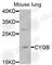 Cytoglobin antibody, A6488, ABclonal Technology, Western Blot image 