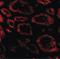SKI Proto-Oncogene antibody, LS-B552, Lifespan Biosciences, Immunofluorescence image 