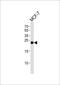 Glutathione S-Transferase Mu 4 antibody, PA5-49332, Invitrogen Antibodies, Western Blot image 