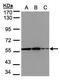 Phosphoglycerate Dehydrogenase antibody, PA5-27578, Invitrogen Antibodies, Western Blot image 