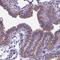 Intraflagellar Transport 140 antibody, NBP2-14116, Novus Biologicals, Immunohistochemistry frozen image 