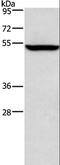 ALG12 Alpha-1,6-Mannosyltransferase antibody, LS-C401218, Lifespan Biosciences, Western Blot image 