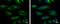 Keratin 18 antibody, GTX105624, GeneTex, Immunofluorescence image 