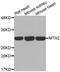 Metaxin 2 antibody, MBS127482, MyBioSource, Western Blot image 