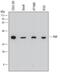 Purine Nucleoside Phosphorylase antibody, MAB6486, R&D Systems, Western Blot image 