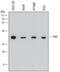 Purine Nucleoside Phosphorylase antibody, MAB6486, R&D Systems, Western Blot image 