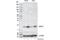 PCNA Clamp Associated Factor antibody, 81533T, Cell Signaling Technology, Western Blot image 