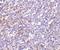 Interleukin 27 Receptor Subunit Alpha antibody, NBP1-76728, Novus Biologicals, Immunohistochemistry paraffin image 