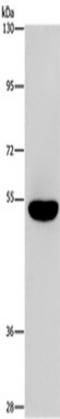 Aryl-Hydrocarbon Receptor Repressor antibody, TA350969, Origene, Western Blot image 