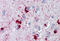 Crystallin Alpha B antibody, MBS243644, MyBioSource, Immunohistochemistry frozen image 