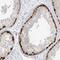 O-GlcNAcase antibody, NBP1-81244, Novus Biologicals, Immunohistochemistry frozen image 