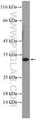 Nucleotide Binding Protein Like antibody, 17393-1-AP, Proteintech Group, Western Blot image 