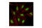 Small Ubiquitin Like Modifier 3 antibody, 4971S, Cell Signaling Technology, Immunofluorescence image 