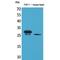 Triggering Receptor Expressed On Myeloid Cells 1 antibody, LS-C386899, Lifespan Biosciences, Western Blot image 