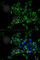 TNF Superfamily Member 11 antibody, A2550, ABclonal Technology, Immunofluorescence image 