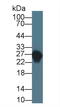 Apolipoprotein A1 antibody, LS-C314186, Lifespan Biosciences, Western Blot image 