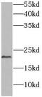 Diablo IAP-Binding Mitochondrial Protein antibody, abx232384, Abbexa, Western Blot image 