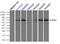 Polo Like Kinase 1 antibody, LS-C114491, Lifespan Biosciences, Immunoprecipitation image 