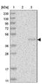 Proline Rich Nuclear Receptor Coactivator 1 antibody, NBP1-90837, Novus Biologicals, Western Blot image 